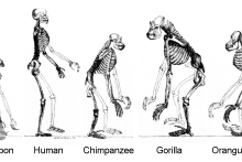 &lt;p&gt;Скелети човјека и човјеколиких мајмуна&lt;/p&gt;
