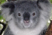 &lt;p&gt;коала, Аустралија&lt;/p&gt;
