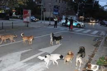 &lt;p&gt;Пси луталице на улицама Никшића&lt;/p&gt;
