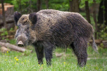 &lt;p&gt;Дивља свиња (фото: Википедија)&lt;/p&gt;
