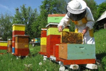 &lt;p&gt;Помоћ локалне управе добиће до 20 пчелара старости до 30 година&lt;/p&gt;
