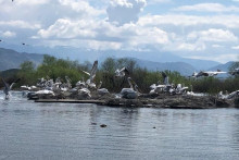 &lt;p&gt;Пеликани на Скадарском језеру (илустрација-архива&lt;/p&gt;
