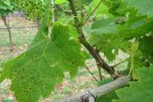 &lt;p&gt;Црна пјегавост винове лозе причињава много штете у нашим виноградима&lt;/p&gt;
