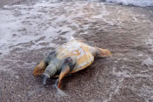 &lt;p&gt;Uginula kornjača na plaži u HN&lt;/p&gt;
