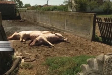 &lt;p&gt;Zbog svinjske kuge ubijeno 20.000 svinja u BiH&lt;/p&gt;