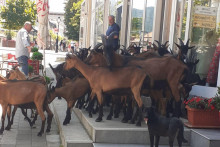 &lt;p&gt;koze u centru Pljevalja&lt;/p&gt;