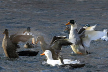 &lt;p&gt;A flock of ducks swim at Tirana‘s lake February 24, 2006.REUTERS/Arben Celi&lt;/p&gt;