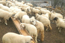 &lt;p&gt;Sve rjeđa stada ovaca na području opštine Andrijevica&lt;/p&gt;