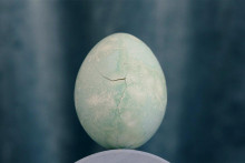 &lt;p&gt;Pronađeno jaje iz trećeg vijeka&lt;/p&gt;