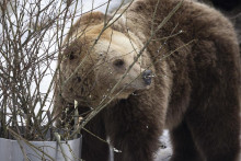 &lt;p&gt;Jedan od dva medvjed u Korkeasari zološkom vrtu koja su se probudila prije vremena&lt;/p&gt;