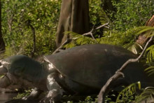 &lt;p&gt;Prikaz otkrivene najveće slatkovodne kornjače na svijetu&lt;/p&gt;