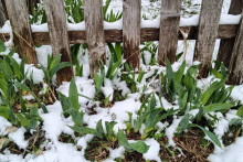 &lt;p&gt;Proljećni snijeg na Durmitoru&lt;/p&gt;