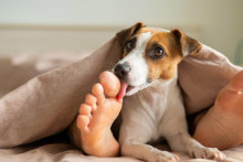 &lt;p&gt;Četiri razloga zašto vam pas liže i njuška stopala&lt;/p&gt;