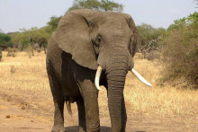 &lt;p&gt;Slonovi se dozivaju po imenima&lt;/p&gt;