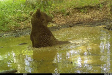 &lt;p&gt;Užas u Sibiru: Medved usmrtio ženu dok je pecala&lt;/p&gt;