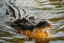 &lt;p&gt;Aligator, ilustracija&lt;/p&gt;