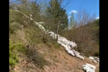 &lt;p&gt;Vuna bačena u šumu&lt;/p&gt;