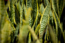 <p>Sanseveria biljka koja hladi prostor</p>