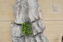 &lt;p&gt;Sa izložbe” Vjekovi u kamenu”&lt;/p&gt;